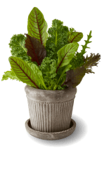 سبزیجات مدیترانه ای