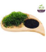 بذر میکروگرین تره