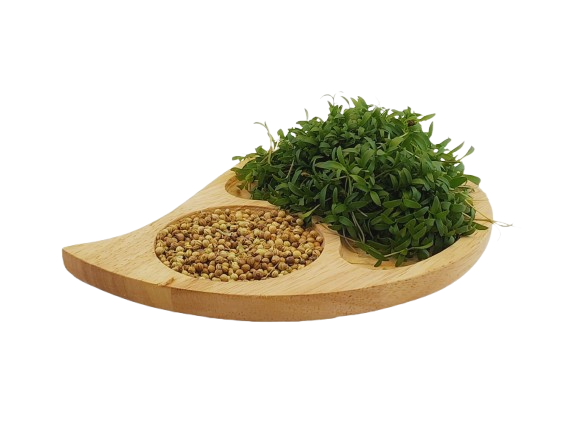 بذر_میکروگرین-removebg-preview بذر میکروگرین گشنیز - Image 1